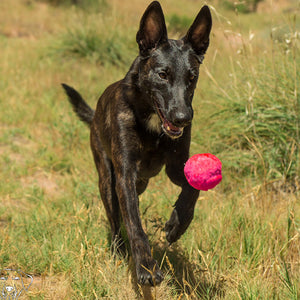 WACKY WUNDERBALL - Best Fetch Toy